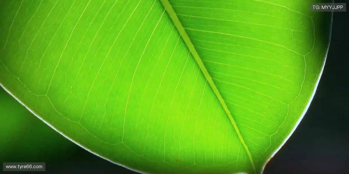 高清直播，细节尽收眼底👀